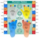 HUMAN Holon